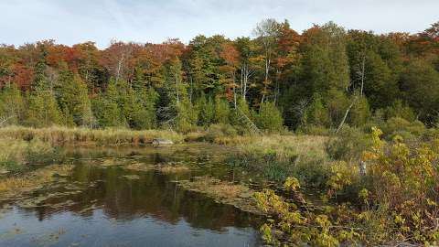 Osprey Wetlands